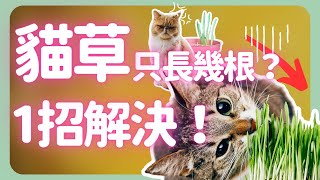 貓草只長了幾根種貓草失敗的1個原因| How to grow Catgrass |《葛斯怎麼種》63