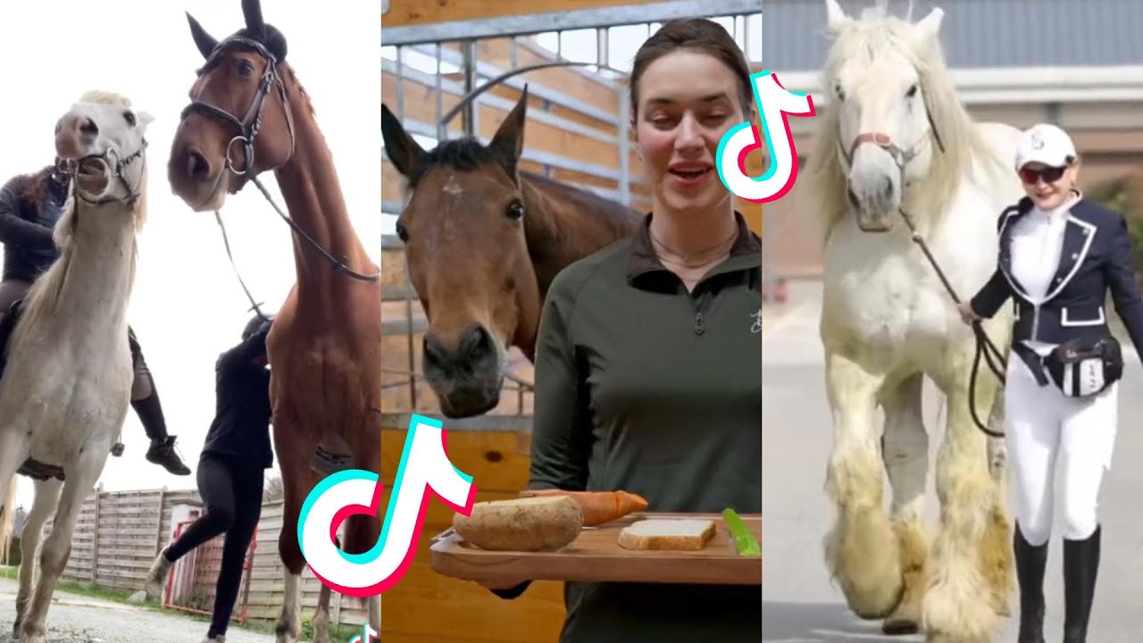 The Best HORSE TikTok Compilation #72