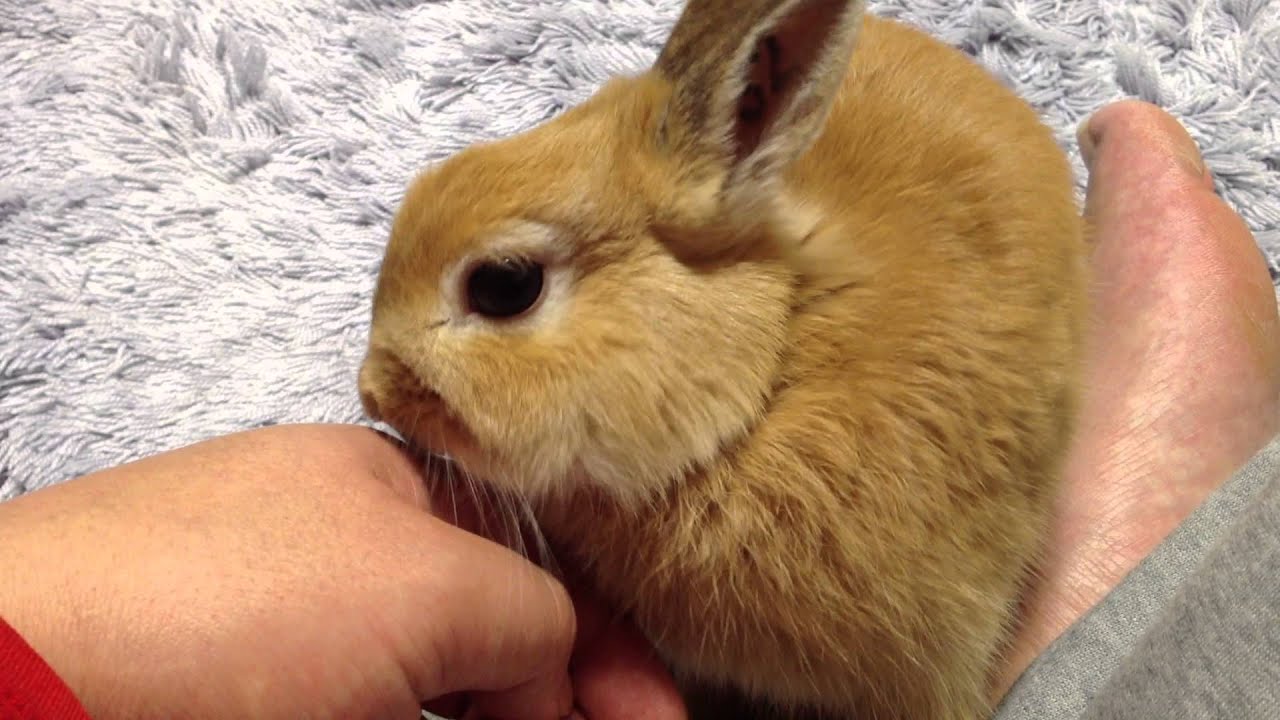 うさぎが人間の手や顔をなめる時に考えられる3つの意味とは うさぎのハテナ