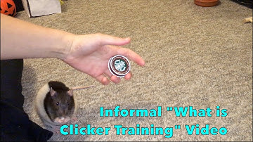 Informal Video on Clicker Training Rats (and other animals)