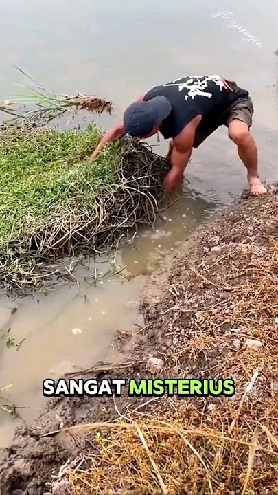 IKAN PENGHUNI RUMPUT MISTERIUS #fishing #ajokoyen #mancing #shorts