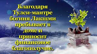 Благодаря Тулси мантре богиня Лакшми пребывает в доме и приносит финансовое благополучие