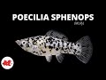 Poecilia sphenops  molly  