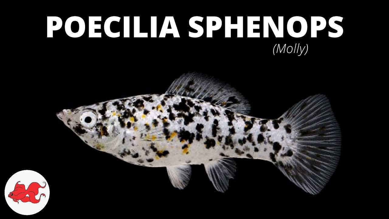 Poecilia Sphenops Molly Youtube