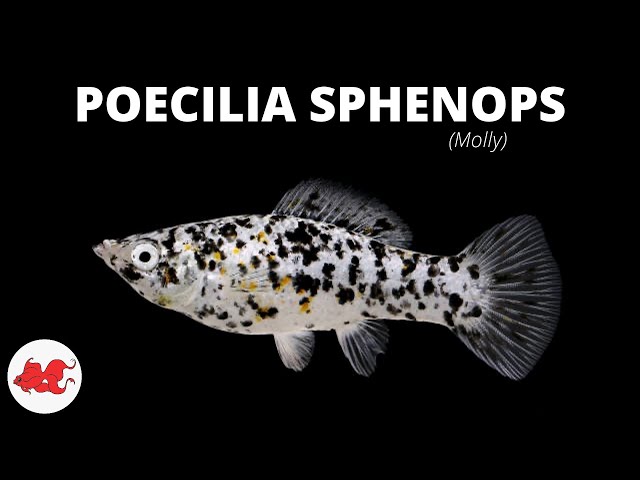 Molly fish - Poecilia sphenops ✓ 