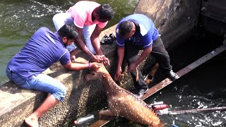 Wild deer Fallen to a canal | Animal rescue | Save the animals | Wildlife | Animaux