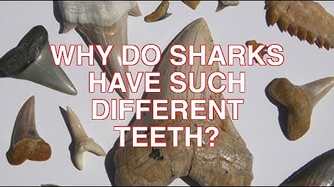 Sharks 4 Kids: Different Teeth = Different Jobs