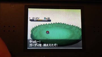 [First on YT] Shiny Growlithe appears on Black2 Badge Quest #2