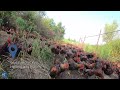 Chicken farmer in NE China helps locals get out of poverty