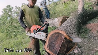 Stihl's Strongest Chainsaw... Cut wood as easy as cutting bread, Stihl ms881.