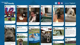 Buffalo ranked 2nd least 'pet friendly' cities in America