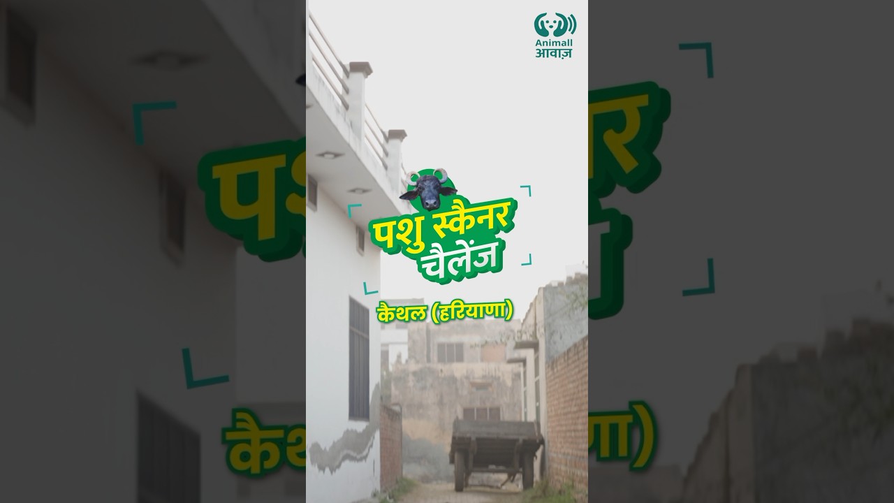 क्या आप भी जीतना चाहते हैं सवालों के जवाब देकर इनाम! 6377412287 #animallapp #pashuscanner #shorts