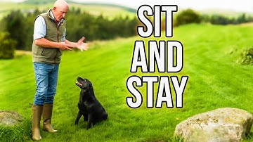 Dog Obedience Training For BEGINNERS