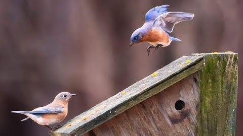 Attracting Bluebirds