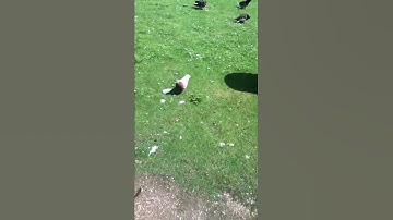 iPod Touch 4g Video recording