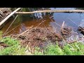 Beaver Clogged Culverts And Rake