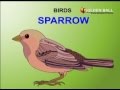 The BIRDS Name And sound  Kids animation