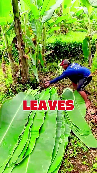'Unbelievable! 😲 In Thailand Banana Leaves Are Worth More Than Bananas!'