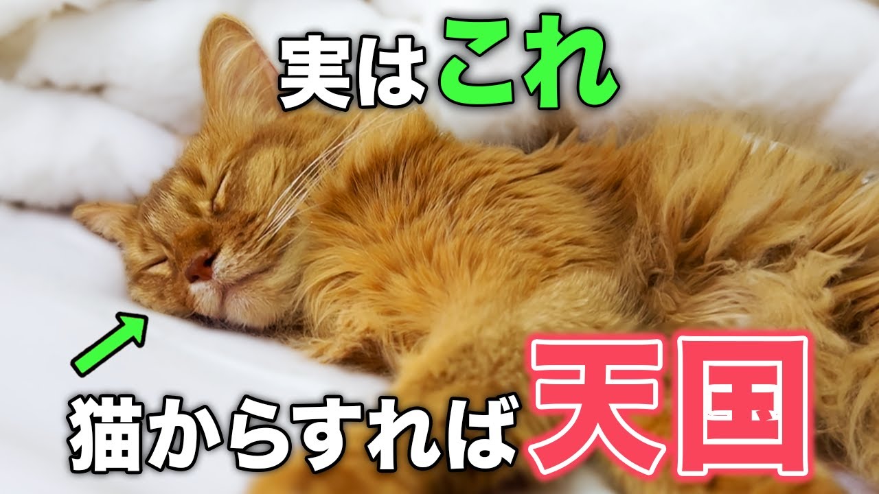 猫が心から嬉しい！と感じる飼い主の行動11選