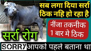 सर्रा रोग का इलाज || sarra rog ka upchar || सर्रा बीमारी के लक्षण || surra disease treatment ||