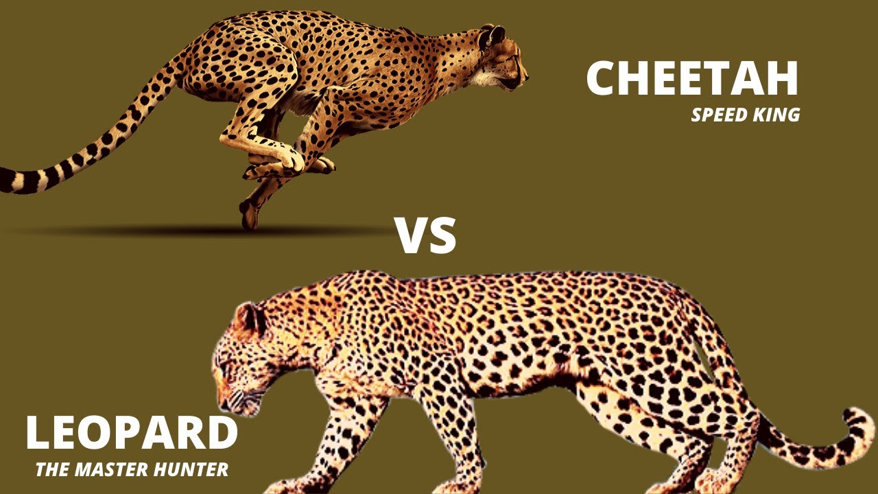 Leopard Vs Cheetah Speed