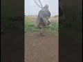 Вот как они тренируются против дронов… но есть фатальная ошибка.