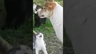 EL PERRO SOLO QUERIA JUGAR CON FEROZ FELINO #animales