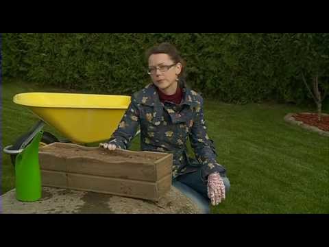 Video: Tulpės: sodinimo ir priežiūros taisyklės