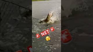 CLOSE CALL Netting a BIG MUSKY! 🫣😱(Try Not to Sweat)#fishing #muskyfishing #musky #muskie #esox