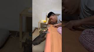 코리안(숏헤어)좀비 #shortvideo #shots #고양이 #시트콤