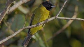 Suara burung samyong betina minta di kawin