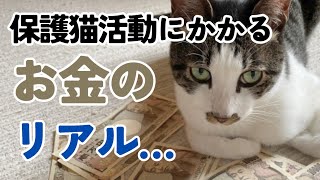 【TNR活動は半端な気持ちでは続けられない…】保護猫活動にかかるお金の実態についてお話しします。