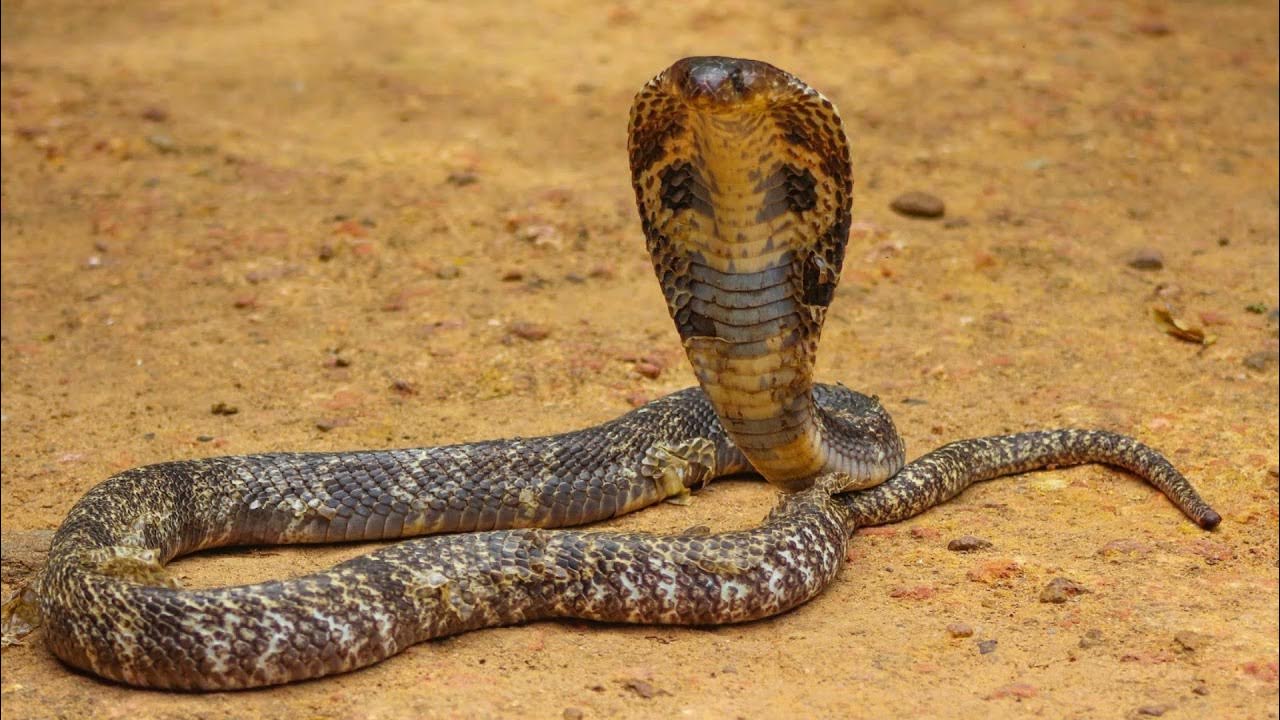 Змея кобра королевская. Родич кобры 5 букв. Королевская кобра. Родич кобры 5 букв. Индийская кобра (naja naja).