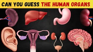 Challenge Yourself Can You Guess The Human Organs