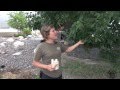 How to Prevent Emerald Ash Borer How to Prevent Emerald Ash Borer