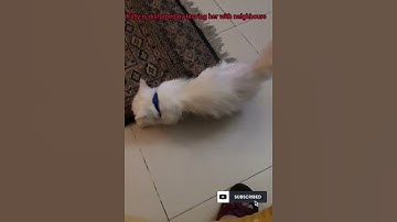 Respect||Cat Abuse #shorts #respect #trending