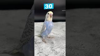 Yavru Muhabbet Kuşu 30 Günlük Gelişimi #Evkuşları #Budgie #Cute