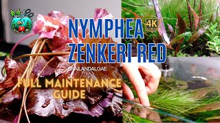 How to Trim Red Tiger Lotus Maintenance