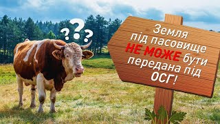 Земля під пасовище не може бути передане під ОСГ