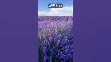سورة الفلق...2023/3/28