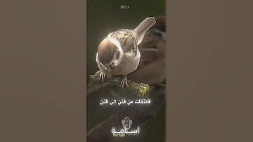 رأيت في بعض الرياض قبره شعر السعودية اكسبلور العرب تصميمي لايك أحمد شوقي 