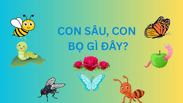 Thế Giới Côn Trùng Qua Mắt Bé – Vừa Học Vừa Khám Phá