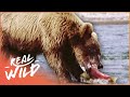 A Grizzly Paradise [Grizzly Bear Documentary] | Real Wild