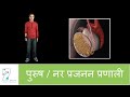 मानव जनन और प्रजनन तंत्र