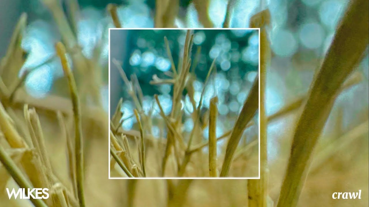 Watch WILKES - Crawl (Official Audio) on YouTube Watch WILKES - Crawl (Official Audio) on YouTube