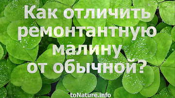 Как отличить ремонтантную малину от обычной?