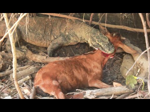 VIRAL ||| Komodo Dragon Kills Goat Alive Full HD