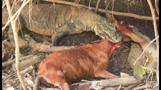 VIRAL ||| Komodo Dragon Kills Goat Alive Full HD
