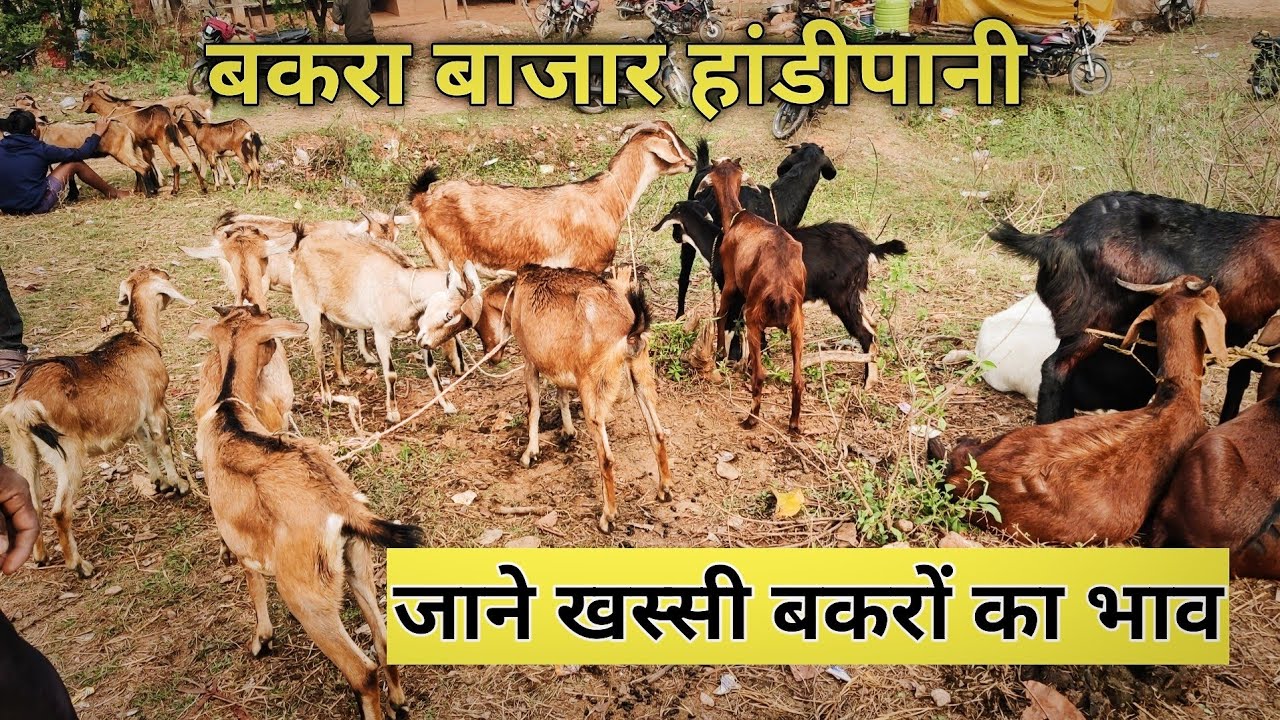 बकरा बाजार हांडीपानी जाने खस्सी बकरों का भाव।