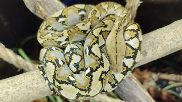 Snake Talk Episode 2: My Super Dwarf Reticulated Python